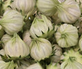 White Roselle Hibiscus Seeds - 25 Pack - Hibiscus Sabdariffa - Jamaican Sorrel