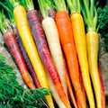Rainbow Carrot Seeds 401+ Heirloom Variety 5 Colors for Garden & Container