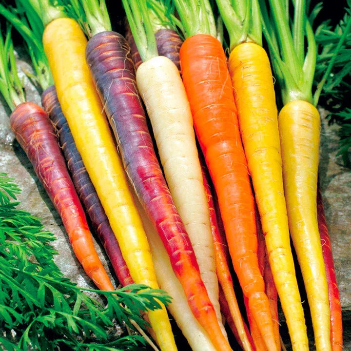 Rainbow Carrot Seeds 401+ Heirloom Variety 5 Colors for Garden & Container