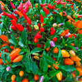 25+ Chinese Ornamental Hot Pepper Seeds - Capsicum annuum - Colorful Garden Variety - USA - Free Shipping