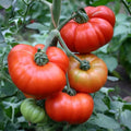 Marmande Tomato Seeds 50 Ct Heirloom Non-GMO Vegetable Seeds for Home Gardening, Solanum lycopersicum