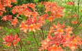 Aromi Azalea Starter Plant - Mauvila Gold Deciduous Rhododendron in 4-Inch Pot, Vibrant Yellow Blooms, Compact Shrub for Gardens & Landscapes