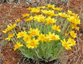 Oregon Sunshine Seeds - 300+ Wooley Sunflower - Native Wildflower for Drought & Poor Soils - Helianthus nodosus