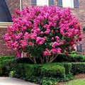 Crape Myrtle Tree Seeds - Lagerstroemia Indica - Fast-Growing Lilac Flowers for Gardens & Landscaping