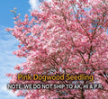 Pink Dogwood Tree in 2.5" Pot, Hardy Flowering Tree, Cornus florida, Spring Blooms, Garden Tree, Ornamental Tree