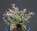 Monadenium Rubellum Caudex Bonsai Cactus Seeds - 10 Seeds, Unique Succulent Variety for Indoor Gardening