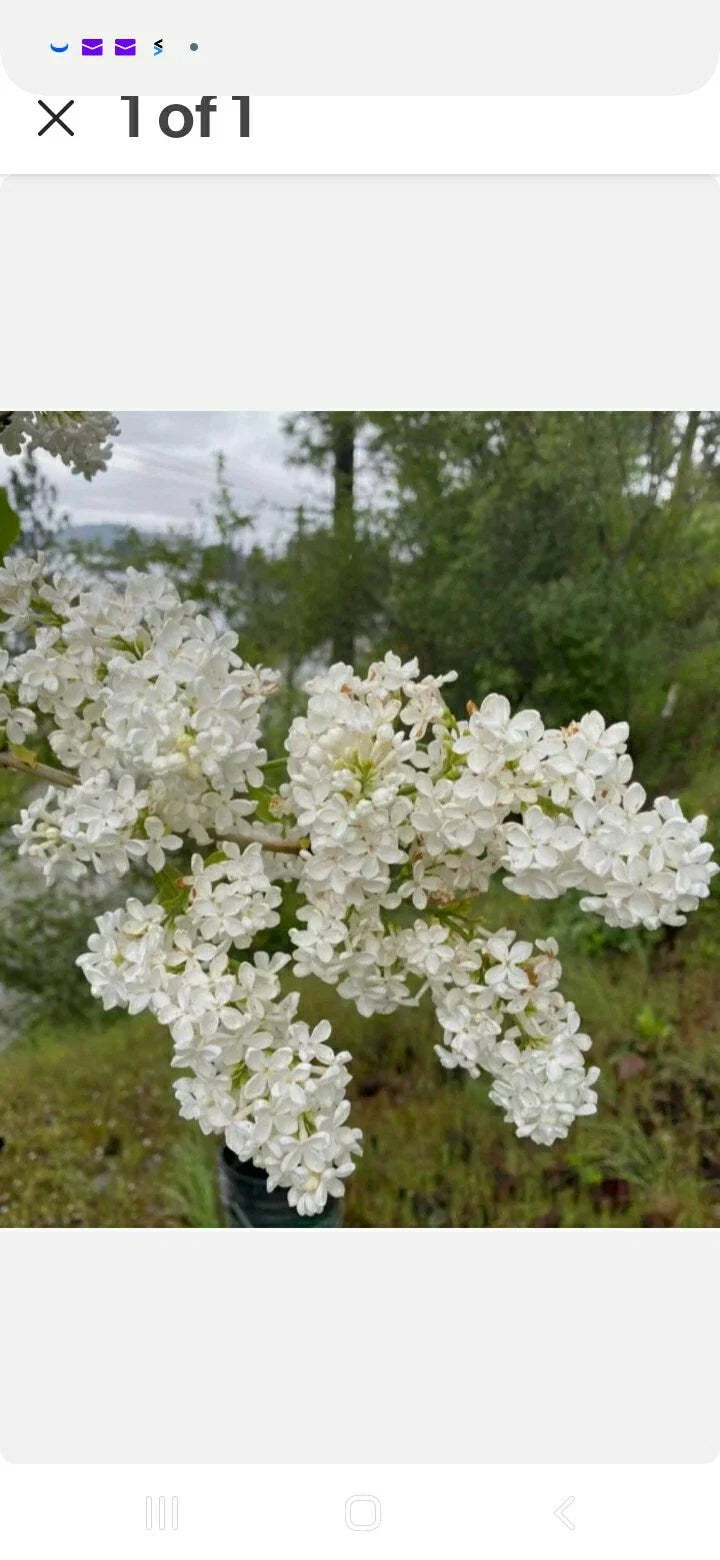 Bare Root Lilac Bushes - 10 Pack, Purple & White Varieties with Planting Instructions - Syringa spp.