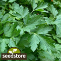 Italian Dark Green Parsley Seeds - Heirloom Non-GMO Petroselinum crispum Seed Packet