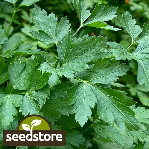 Italian Dark Green Parsley Seeds - Heirloom Non-GMO Petroselinum crispum Seed Packet