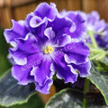 African Violet Leaf - Lightspeed Variety - Saintpaulia ionantha - Indoor Houseplant Propagation Leaf