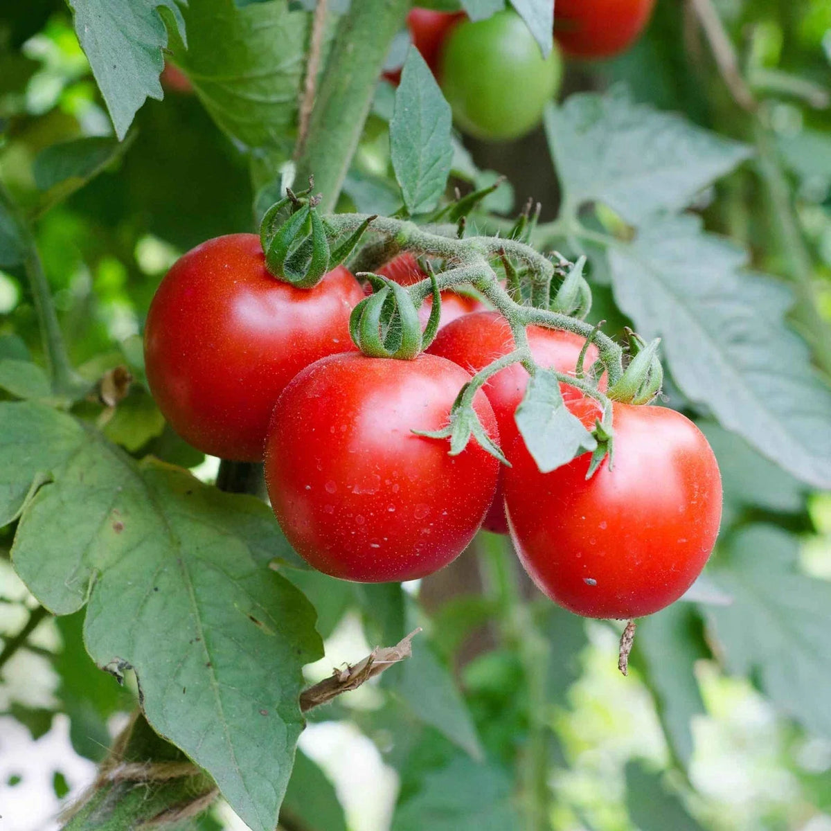 Large Heirloom Red Cherry Tomato Seeds – Non-GMO, Salad Variety, Solanum lycopersicum, Pack of 25