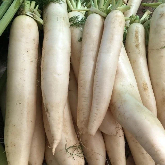 Daikon Radish Seeds for Deer Food Plots, Large Roots, Japanese Horseradish (Raphanus sativus var. longipinnatus)