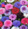 Dwarf Bachelor Button Seeds - Polka Dot Mix, 50 Seeds, Bright Colorful Flowers, Centaurea cyanus