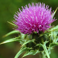 Organic Milk Thistle Seeds Pack of 50+ | Silybum marianum Herb for Liver Health & Pollinator Attractant