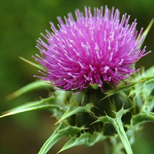 Organic Milk Thistle Seeds Pack of 50+ | Silybum marianum Herb for Liver Health & Pollinator Attractant
