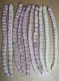 Velvet Mesquite Seed Pods - 10 Drought Tolerant Prosopis velutina Seeds for Xeriscaping