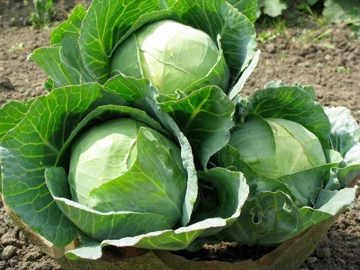 Heirloom Cabbage Seeds - Danish Ballhead Brassica oleracea - Non-GMO, Compact Heads, 100+ Seeds for Organic Gardening
