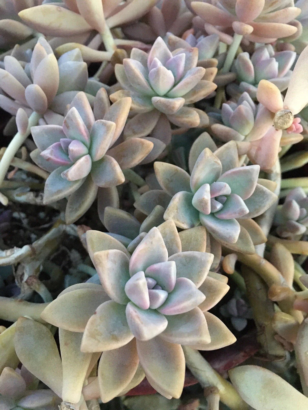 Graptopetalum Paraguayense Ghost Plant Succulent Cuttings - 3 Healthy Stem Cuttings for Propagation