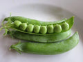 Lincoln Pea Seeds - Fresh Pea Seed Variety - Non-GMO, Heirloom, Organic (Pisum sativum) - FREE Shipping