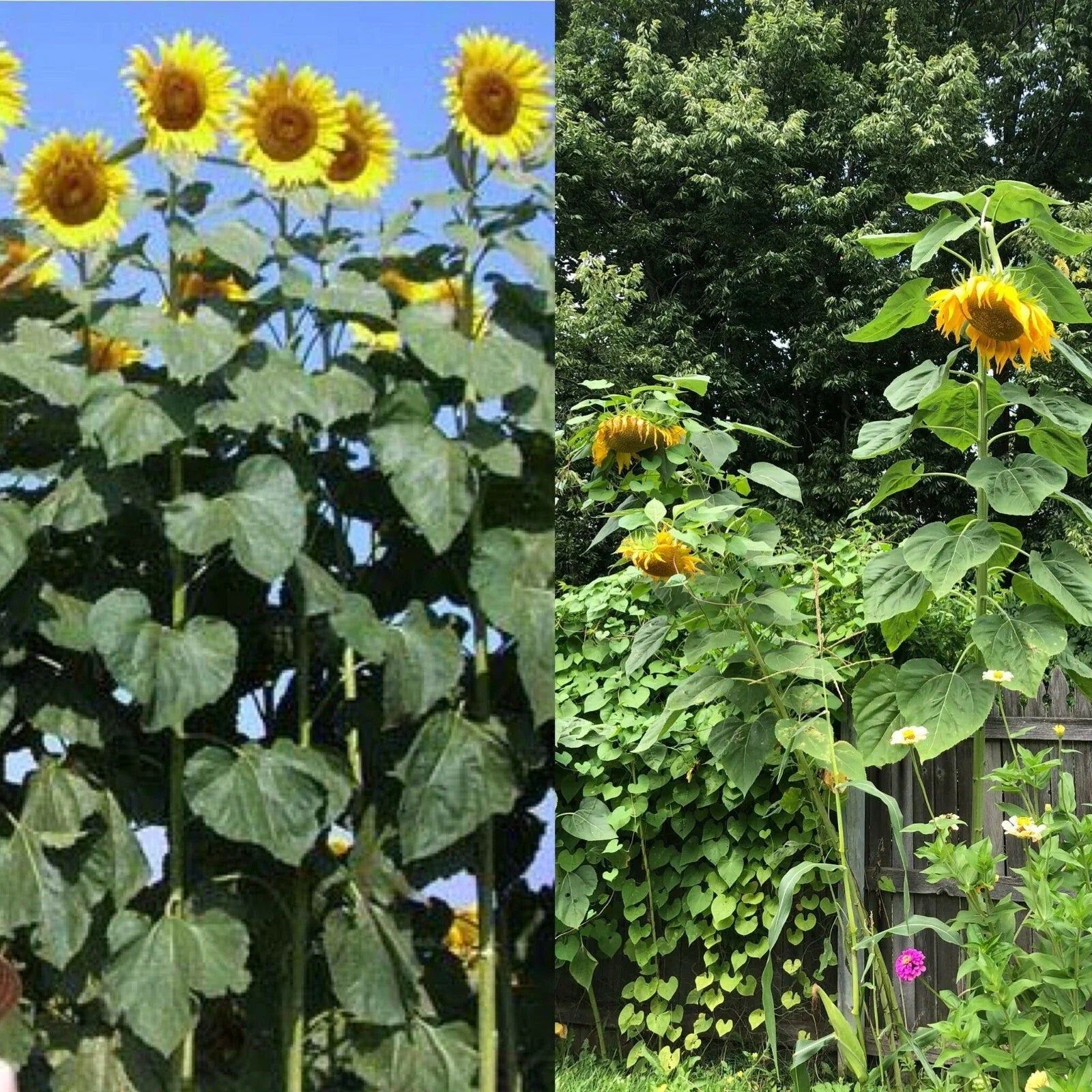 Mammoth Black Russian Sunflower Seeds - Organic Huge Annual Wildflower - Helianthus annuus - 26+ Seeds
