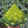Romanesco Broccoli Seeds - Organic Heirloom Non-GMO Vegetable Seeds for Home Garden, Fractal Shape, Brassica oleracea