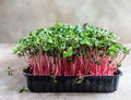 Rambo Radish Microgreen Seeds 16oz Organic Sprouting Seeds for Salad & Garnish Raphanus sativus