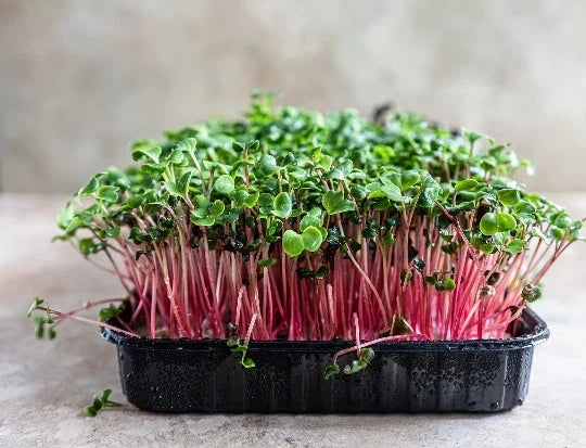 Rambo Radish Microgreen Seeds 16oz Organic Sprouting Seeds for Salad & Garnish Raphanus sativus
