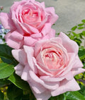 Light Pink Rose Cuttings - Unrooted 5-8" Fresh Rosa spp. for Propagation and Gardening