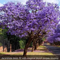 Blue Jacaranda Seeds - 10 Rare Flowering Trumpet Tree Seeds - Jacaranda mimosifolia - Blue Purple Blooms, Fast-Growing, Tropical Tree