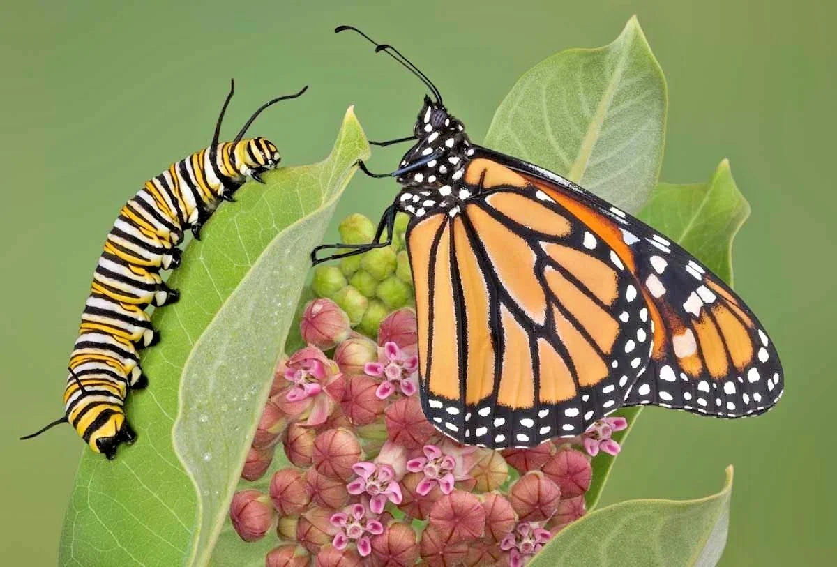 Common Milkweed Seeds - 50+ Count - Native Wildflower for Container Gardening - Asclepias Syriaca