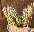 Grusonia Clavata Club Cholla Cactus Cutting - Live Succulent Segment for Drought-Tolerant Garden, Desert Decor