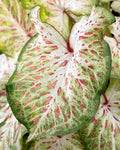 Caladium Bulbs Gingerland Variety - Colorful Tropical Foliage Caladium bicolor