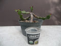 Euphorbia opuntioides Plant - 12-Year-Old Cutting - Unique Succulent Variety for Home Garden Decor