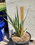 Live Rooted Faxon Yucca Plant – Texas Native, Drought-Resistant, Ornamental, Yucca faxoniana
