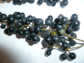Organic Wild Grape Seeds Vitis aestivalis Non-GMO Heirloom for Backyard Gardens
