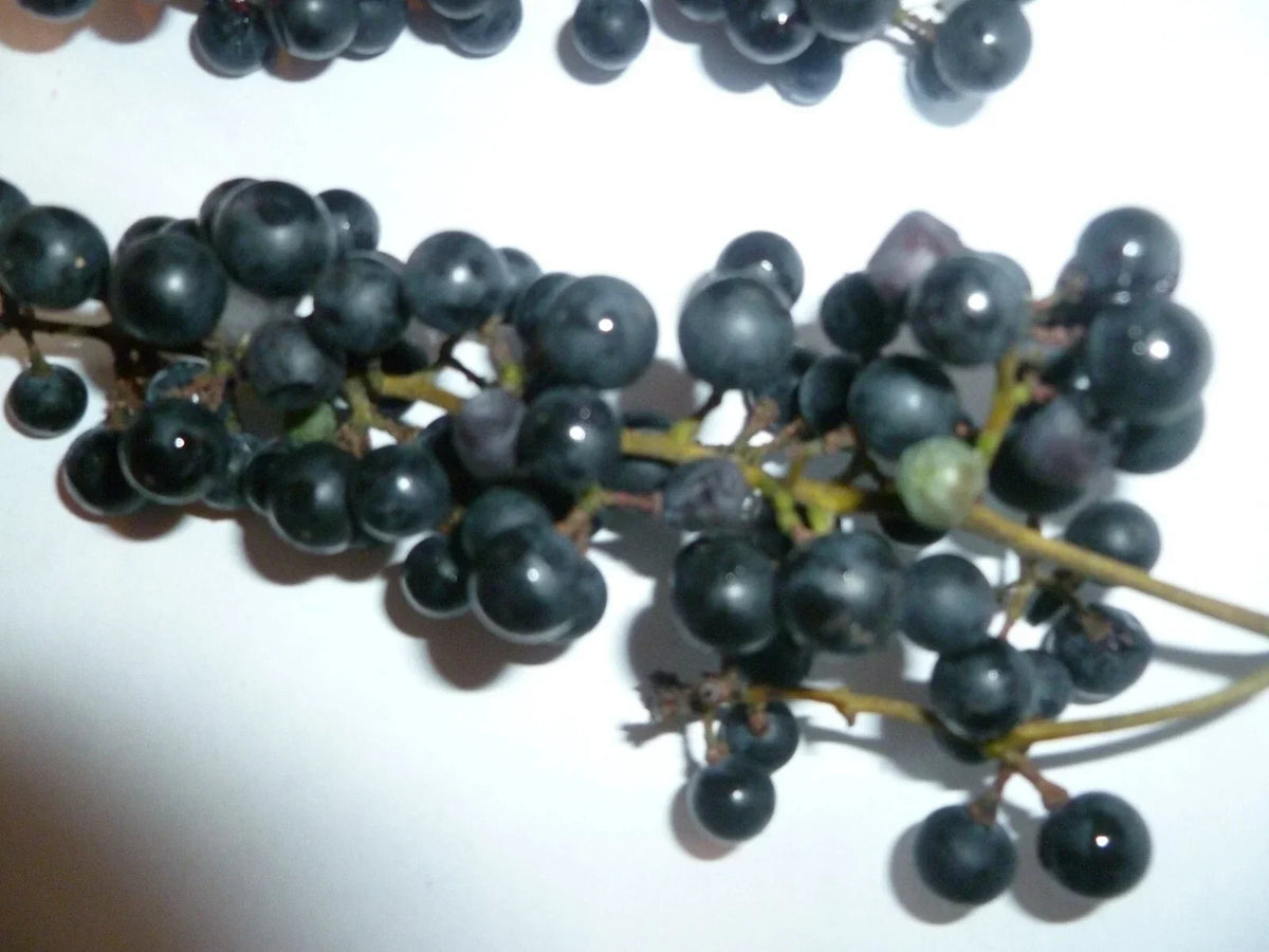Organic Wild Grape Seeds Vitis aestivalis Non-GMO Heirloom for Backyard Gardens