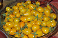 Yellow Pear Tomato Seeds - 60+ Heirloom Seeds - Non-GMO - Solanum lycopersicum