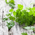 Chervil Seeds - 2000 Non-GMO Heirloom Herb Seeds - Culinary Herb for Gardening - Anthriscus cerefolium