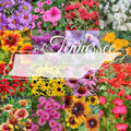 Tennessee Wildflower Seed Mix 1lb Bulk - Native Wildflowers for Garden & Landscaping, Covers 2000 sq ft