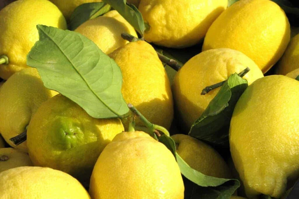 Corsican Citron Lemon Seeds - 5 Pack for Garden Planting - Citrus medica - USA Grown