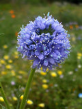 Globe Gilia Seeds - California Native Wildflower - Gilia capitata - Attract Pollinators, Drought-Tolerant, Annual Seed Packet