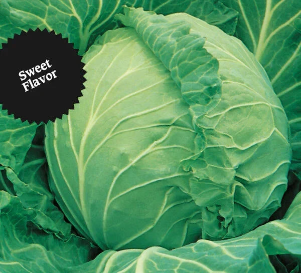 Cabbage Seeds 200+ Count - Copenhagen Market Heirloom - NON GMO - Fresh Brassica oleracea