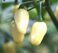 Mini White Habanero Pepper Seeds – Non-GMO, Peruvian Capsicum chinense, Compact Bush, Mild to Medium Heat, Full Sun, Free Shipping