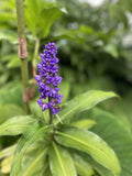 Blue Ginger Plant Cuttings - 3 Count - Dichorisandra thyrsiflora - Hawaii Grown, Tropical Indoor Plants for Gardens and Decor