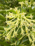 Night Blooming Jasmine Plant Live - Fragrant Cestrum Nocturnum Shrub - No Pot