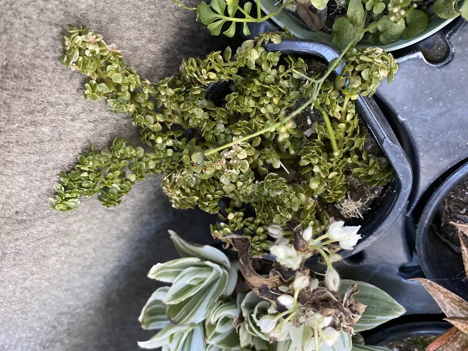 Variegated Artillery Fern Plant in 4" Pot - Pilea Microphylla 'Variegata' - Houseplant, Indoor Plant, Green Foliage