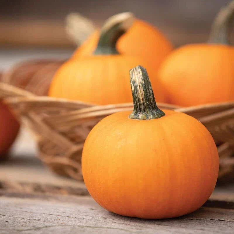 Wee-B-Little Pumpkin Seeds - 30 Miniature Cucurbita pepo Seeds for Planting