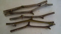 Jujube Tree Cuttings 5 Pcs - Georgia 866 & Lang Jujube - Chinese Date (Ziziphus jujuba)