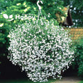 Lobelia Seeds 100 Pack White Lady Annual Flower Lobelia erinus for Borders & Containers