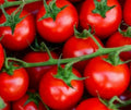 Large Red Cherry Tomato Seeds - 100+ Indeterminate Solanum lycopersicum Heirloom Garden Vegetables